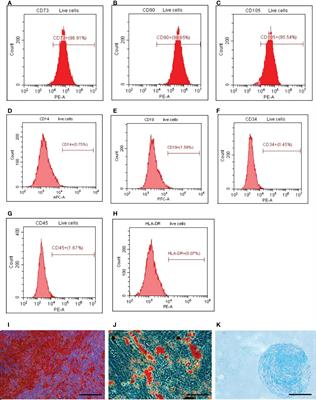 Indirubin combined with umbilical cord mesenchymal stem cells to relieve psoriasis-like skin lesions in BALB/c mice